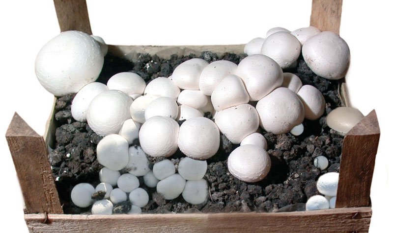 kit per coltivare funghi a casa