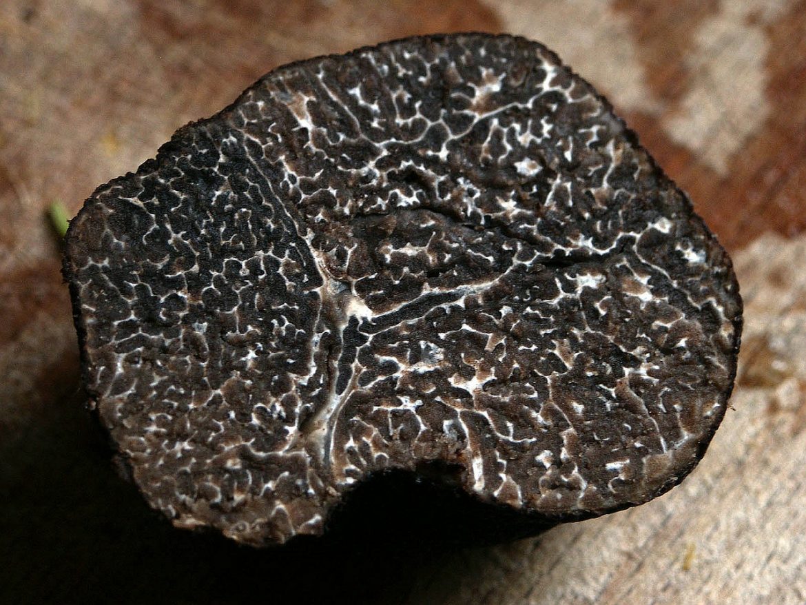 tartufo nero pregiato